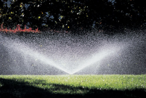Prunedale sprinkler repair revitalizes a yard