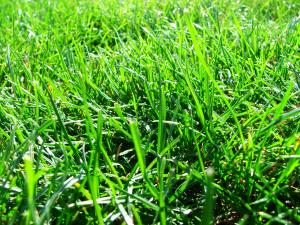 a nice green piece of Salinas yard compliments of Salinas Sprinkler Installation