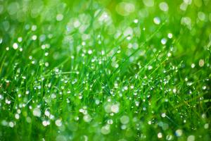 Carmel Sprinkler Repair keeps you yard green